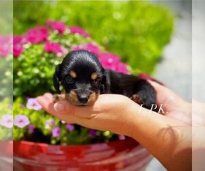 Dachshund Puppy for sale in WINNSBORO, LA, USA