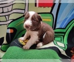 Small #7 Border Collie