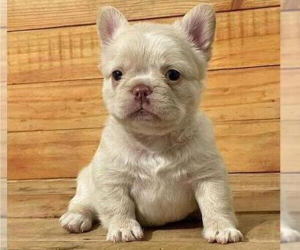 Medium Photo #9 French Bulldog Puppy For Sale in ANDERSONVILLE, TN, USA
