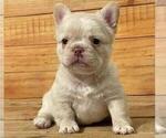 Small Photo #9 French Bulldog Puppy For Sale in ANDERSONVILLE, TN, USA