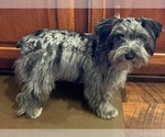 Small Photo #1 Schnauzer (Miniature) Puppy For Sale in PFLUGERVILLE, TX, USA