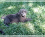 Puppy 2 Golden Labrador