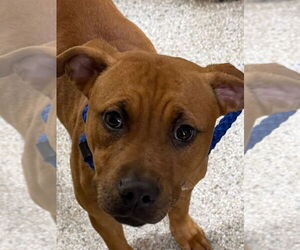 Mutt Dogs for adoption in Tarboro, NC, USA