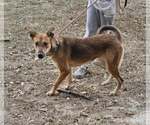 Small #3 Rat Terrier Mix