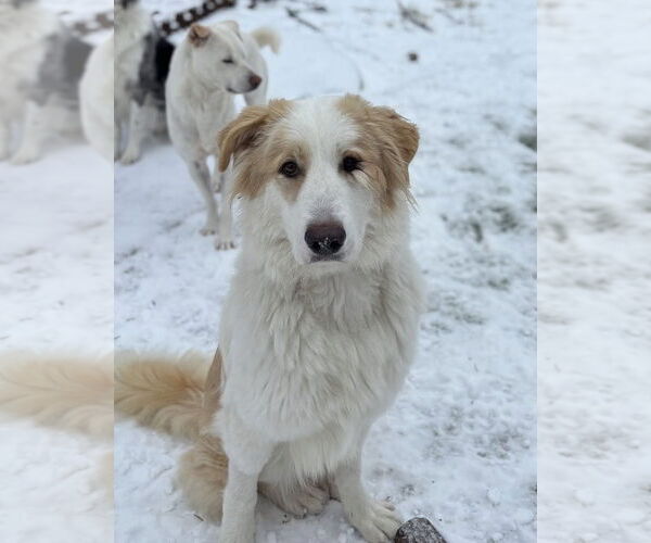 Medium Photo #1 Great Pyrenees-Unknown Mix Puppy For Sale in Dallas, TX, USA