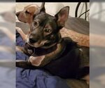 Small #7 Huskies  Mix