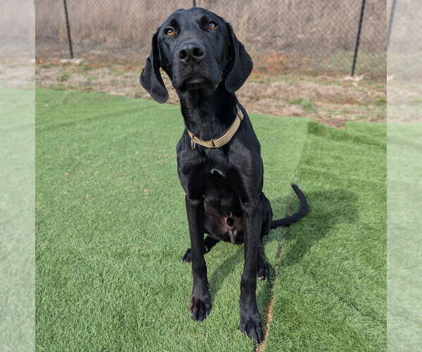 Medium Photo #12 Great Dane-Labrador Retriever Mix Puppy For Sale in Vail, AZ, USA