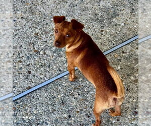 Milo - Male Chihuahua-Unknown Mix Dog for Adoption - Photo #3