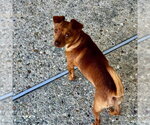 Small Photo #3 Chihuahua-Unknown Mix Puppy For Sale in San Juan Capistrano, CA, USA