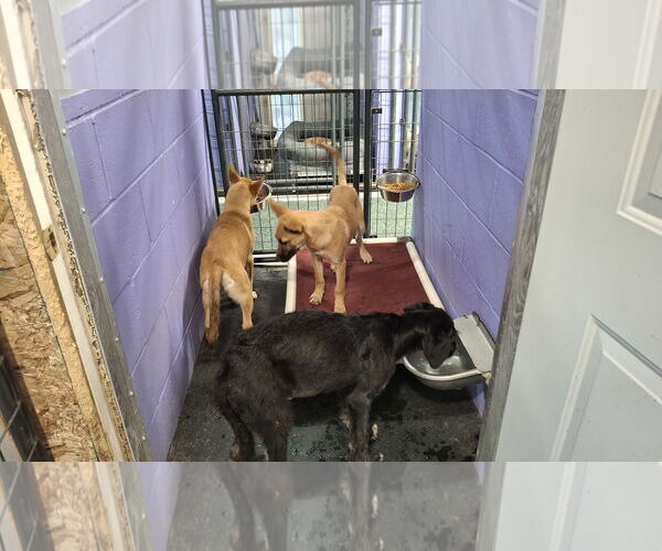 Medium Photo #3 Irish Wolfhound-Unknown Mix Puppy For Sale in Sebec, ME, USA
