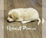 Small Photo #8 Goldendoodle-Poodle (Standard) Mix Puppy For Sale in OVERGAARD, AZ, USA