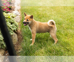 Puppy Jethro Shiba Inu