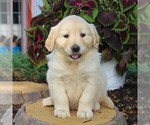 Small Photo #4 English Cream Golden Retriever Puppy For Sale in BEARTOWN, PA, USA