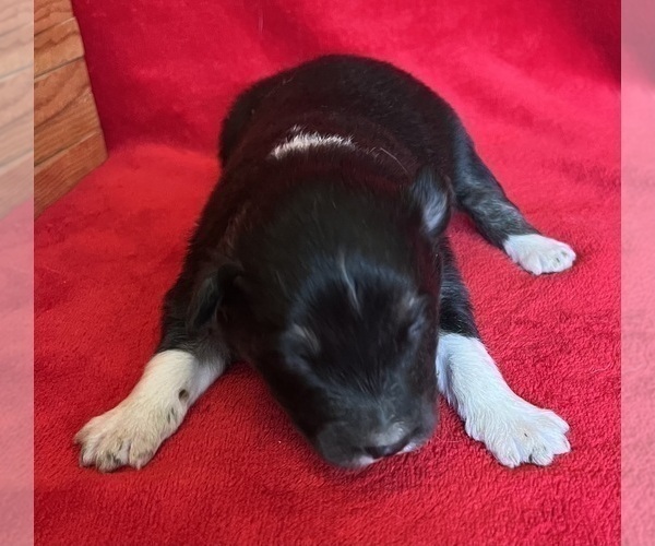 Medium Photo #6 Shel-Aussie Puppy For Sale in FORT MORGAN, CO, USA