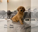 Small Photo #16 Golden Retriever Puppy For Sale in MOLINE, IL, USA