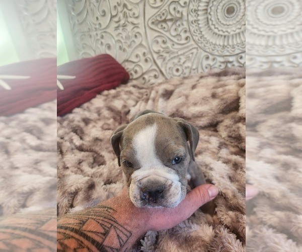 Medium Photo #26 Bulldog Puppy For Sale in FAIRFIELD, IA, USA