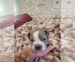 Small Photo #26 Bulldog Puppy For Sale in FAIRFIELD, IA, USA