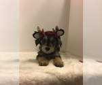 Small Photo #4 Mutt Puppy For Sale in ENTERPRISE, AL, USA