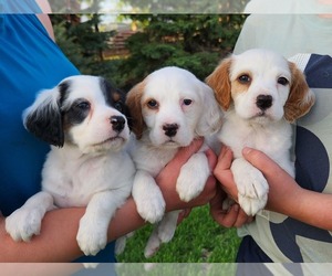 English Setter Litter for sale in HANCOCK, MN, USA