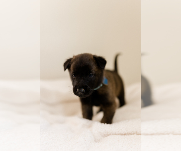 Medium Photo #17 Belgian Malinois Puppy For Sale in LYNCHBURG, VA, USA