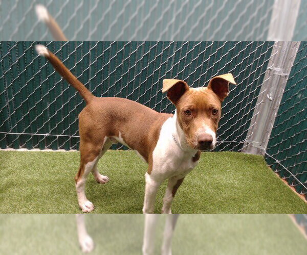 Medium Photo #1 Mutt Puppy For Sale in Downey, CA, USA