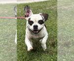 Small #4 Bulldog Mix
