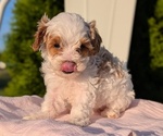 Small Photo #10 Cavapoo (Miniature) Puppy For Sale in GOSHEN, IN, USA