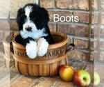Small Photo #6 Bernedoodle Puppy For Sale in BRYANT, IA, USA