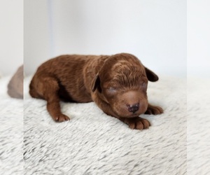 Poodle (Toy) Litter for sale in HOAGLAND, IN, USA