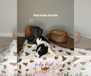 Goldendoodle mix (+ Poodle Standard) Puppy for sale in WEAVER, AL, USA