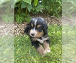 Puppy Pine Bernese Mountain Dog