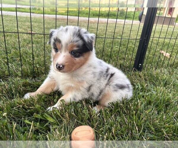 Medium Photo #12 Australian Shepherd Puppy For Sale in JEROMESVILLE, OH, USA