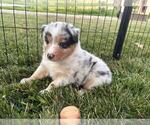 Small #11 Australian Shepherd