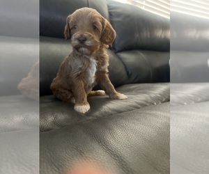 Mutt Puppy for sale in WHITE CITY, OR, USA