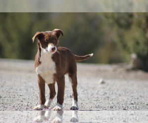 Border Collie-Hangin Tree Cowdog Mix Puppy for sale in PUEBLO, CO, USA