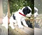 Small Photo #14 English Setterdoodle Puppy For Sale in LIBERTY, KY, USA