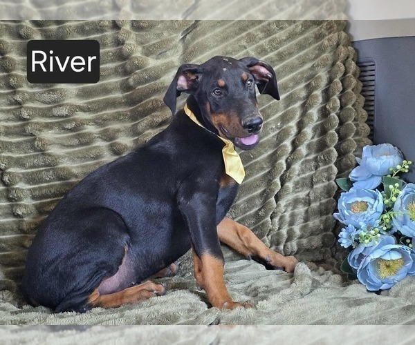 Medium Photo #2 Doberman Pinscher Puppy For Sale in POMEROY, OH, USA