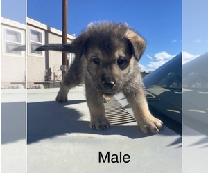 Alaskan Malamute-Wolf Hybrid Mix Puppy for sale in ALBUQUERQUE, NM, USA