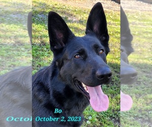 Mother of the German Shepherd Dog puppies born on 12/14/2023