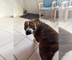 COURTESY POST: Rocky - Male American Bulldog-Unknown Mix Dog for Adoption - Photo #2
