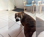 Small #1 American Bulldog Mix