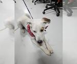 Small Pointer Mix
