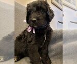 Small Photo #1 Bernedoodle Puppy For Sale in GRANTSVILLE, UT, USA