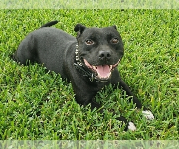 Medium Photo #3 Staffordshire Bull Terrier Puppy For Sale in HOUSTON, TX, USA