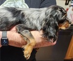 Small Photo #16 Cavalier King Charles Spaniel Puppy For Sale in BOONVILLE, NY, USA