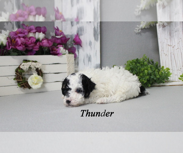 Medium Photo #5 Poodle (Toy) Puppy For Sale in CHANUTE, KS, USA