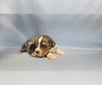Small Photo #25 Bernedoodle (Miniature) Puppy For Sale in BLACK FOREST, CO, USA