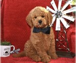 Small #2 Goldendoodle (Miniature)