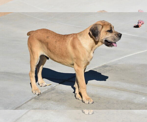 Medium Photo #9 Mastiff Puppy For Sale in Hesperia, CA, USA