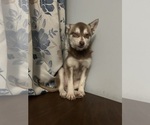 Small #46 Alaskan Klee Kai